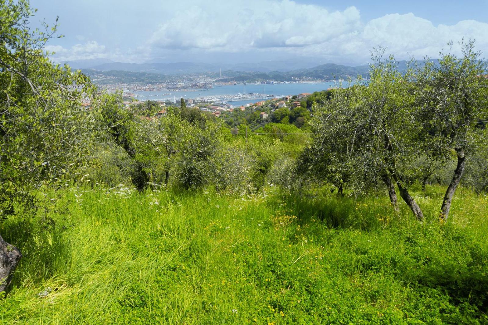 Gli Ulivi Sul Golfo E Le 5 Terre Apartment ลาสเปเซีย ภายนอก รูปภาพ
