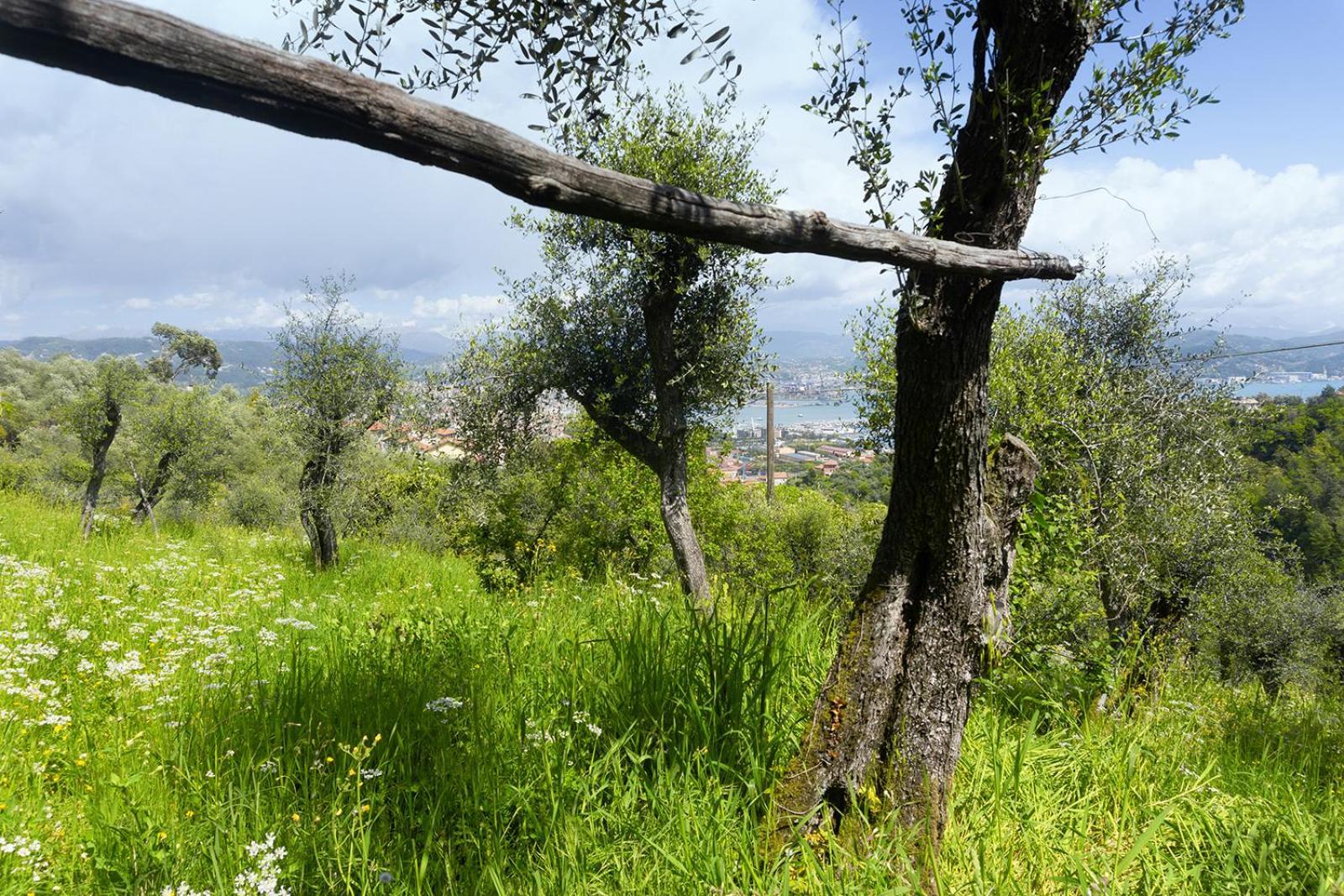 Gli Ulivi Sul Golfo E Le 5 Terre Apartment ลาสเปเซีย ภายนอก รูปภาพ